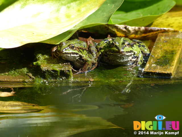 FZ008144 Marsh frogs (Pelophylax ridibundus) on plank